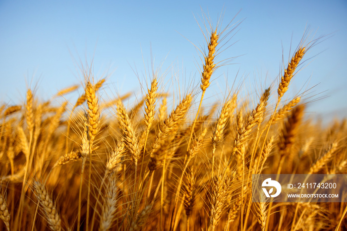 golden wheat field