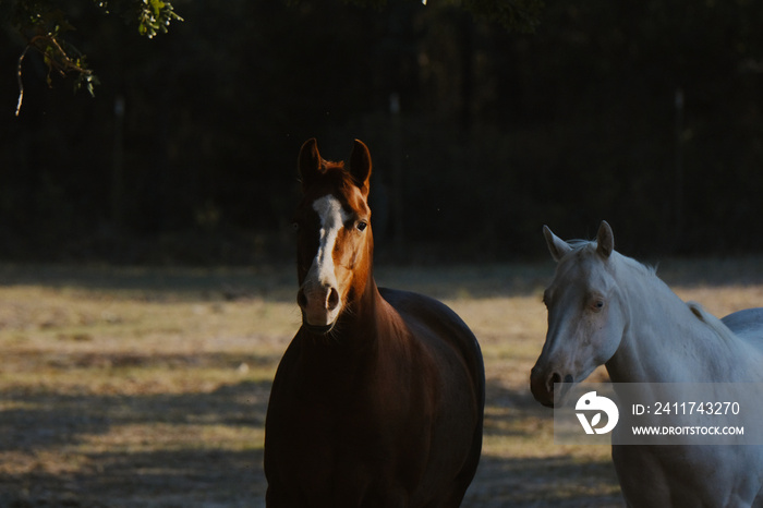 Sorrel and white young horses on Texas farm in shadows.