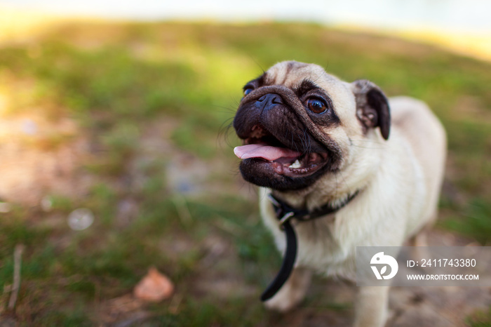 Pug dog standing by river. Happy puppy waiting a command of master. Dog chilling outdoors