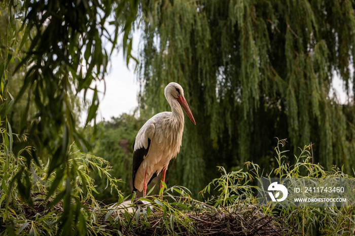 White stork in the forest