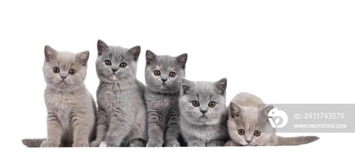 Row of five lilac and blue tortie British Shorthair cat kittens, sitting beside each other. All facing camera and looking at lens with round brown eyes. Isolated cutout on transparent background.