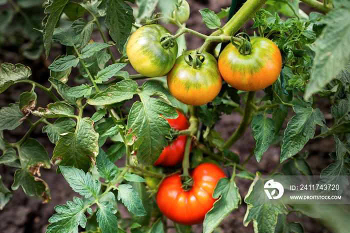 Growth ripe tomato in greenhouse