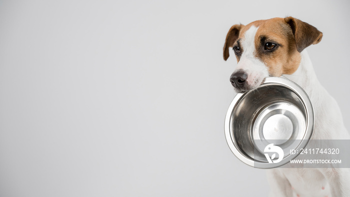 Hungry jack russell terrier holding an empty bowl on a white background. The dog asks for food.