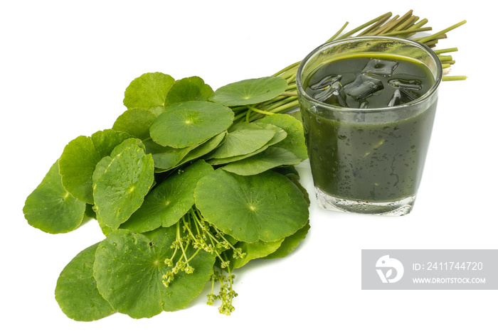 Gotu kola juice, Asiatic Leaf Herb, indian pennywort, centella asiatica, isolated on white background. beverage herbal medicine inhibited or slowed growth of cancer cells Help prevent cancer