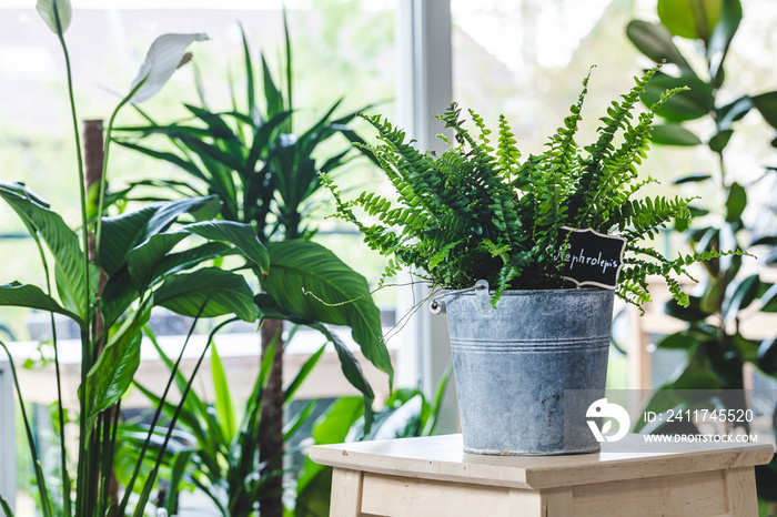 Potted Nephrolepis exaltata (Boston fern, Green Lady) on wooden table. Nice and modern space of home interior. Cozy home decor. Home garden.