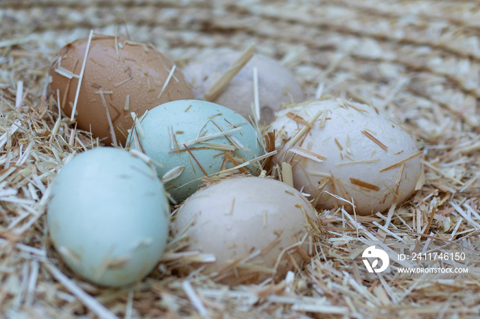 araucana chicken eggs in hay