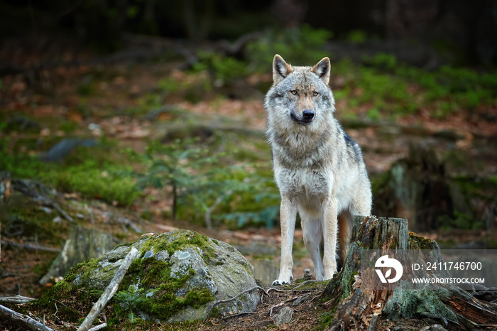 Eurasian wolf, Canis lupus, alpha male in spring european forest, staring directly at camera. Wolf in its biotope. East europe.