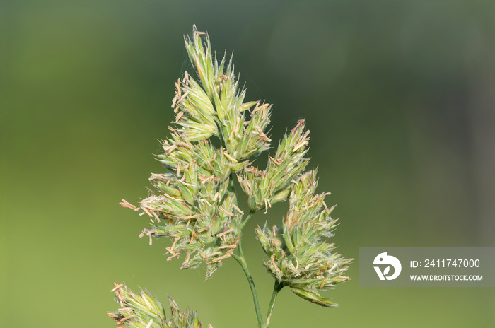 Macro shot of seeds on a cat grass (dactylis glomerata) plant