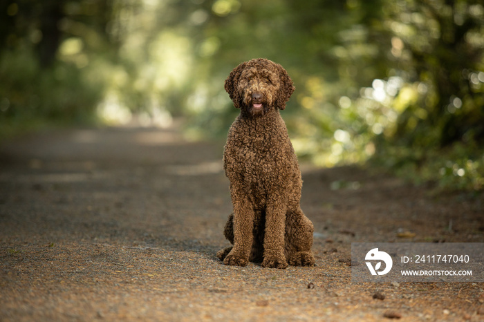 Portrait of brown labradoodle dog in forest