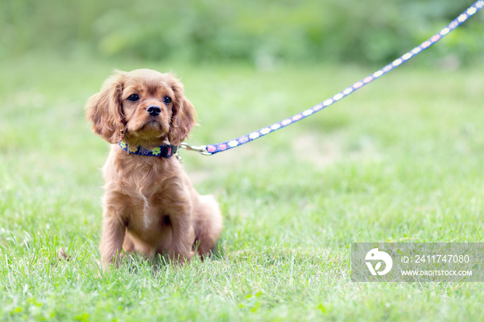 Puppy on the leash