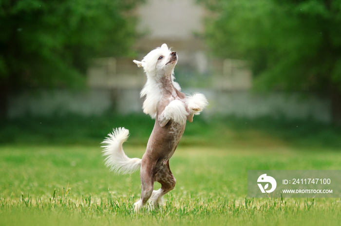 chinese crested dog cute puppy walk in a green meadow