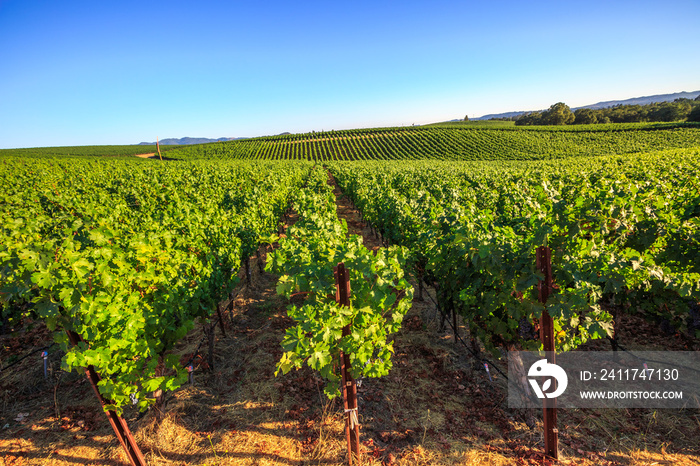 Vineyard in Napa Valley, San Francisco Bay Area in northern California. Napa Valley is the main wine growing region of the United States and one of the major wine regions of the world.