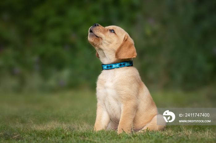 Yellow lab puppy barking with its head up sitting outside