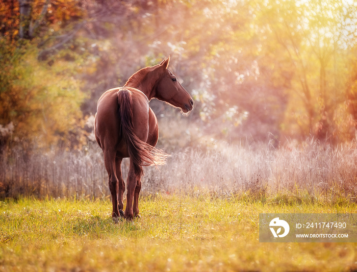 Beautiful red horse on the background of fabulous autumn foliage