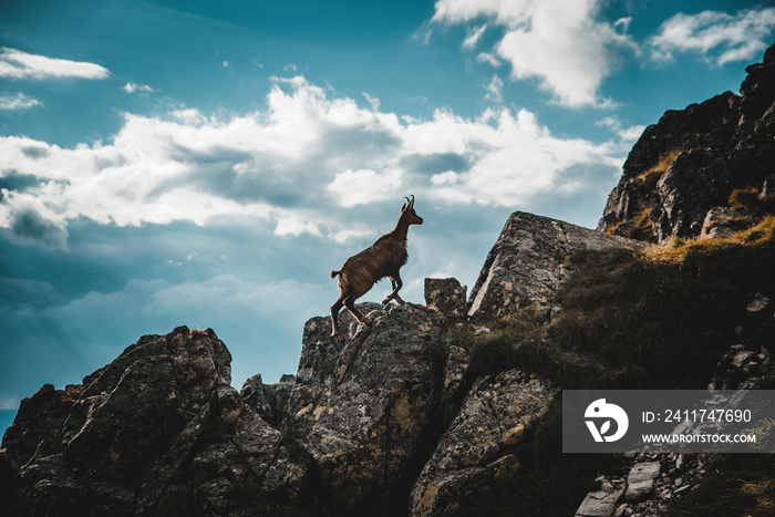 Young chamois from italian alps