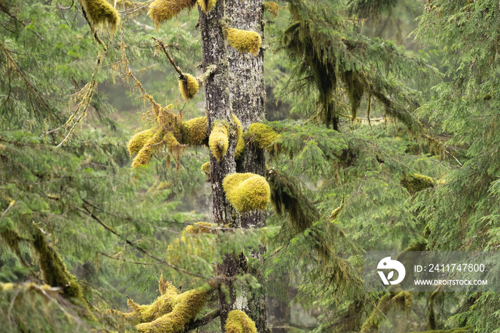 Old Growth Forest