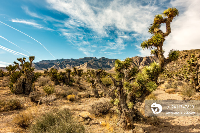 desert nature and joshua tree in red rock canyon nevada