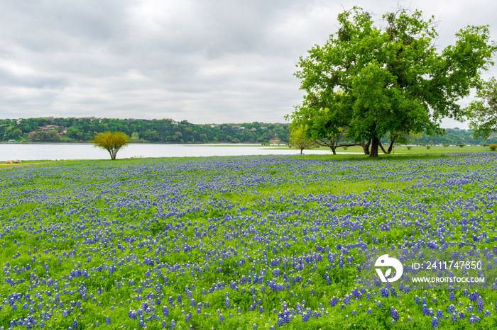 Texas Bluebonnet Wildflowers in the Spring