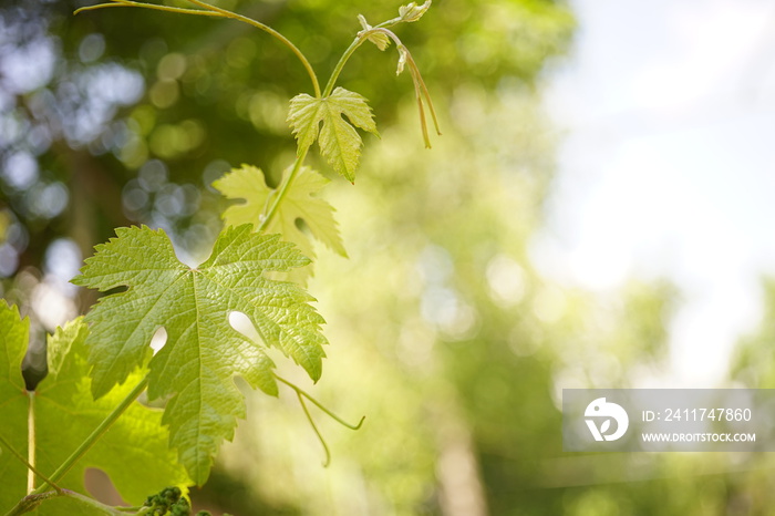 Young grape leaves grow in the garden.