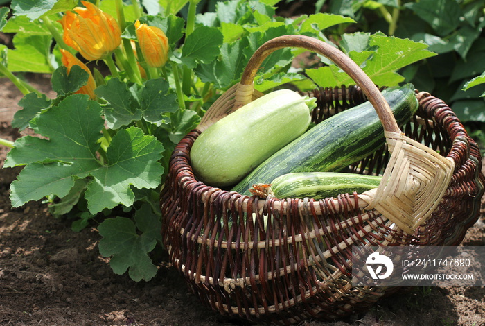 Zucchini plants in blossom on the garden bed. Full basket of fresf squash