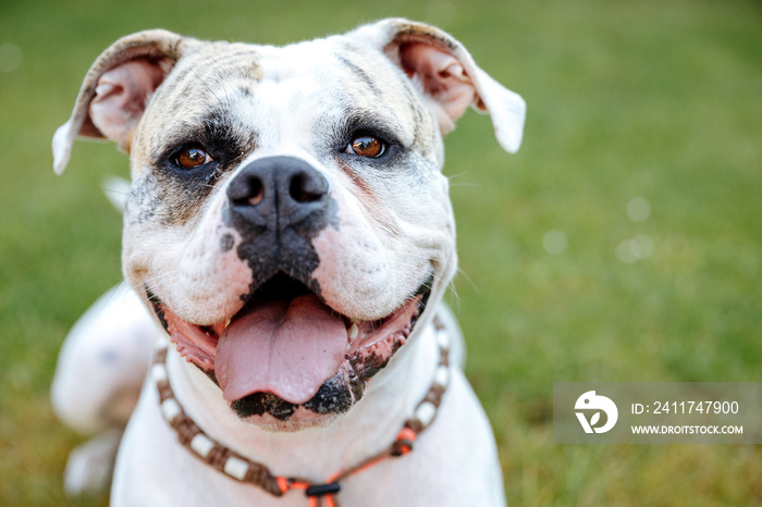 white American bulldog.  Dog is playing in the garden