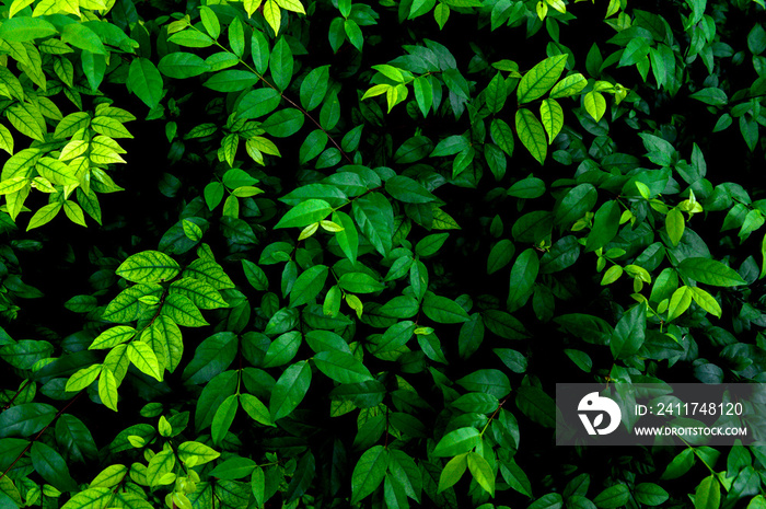 tropical leaves, abstract green leaves texture, nature background