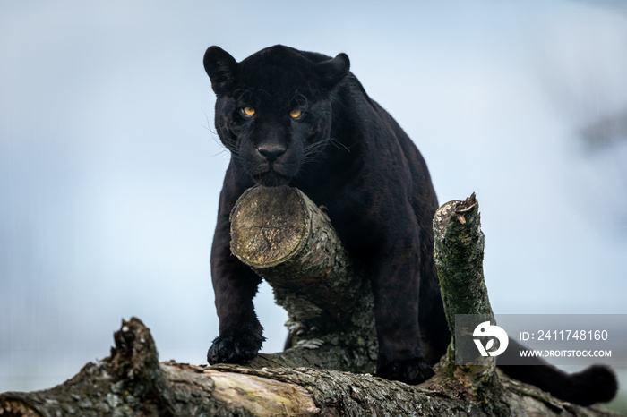 Portrait of a black jaguar in the forest