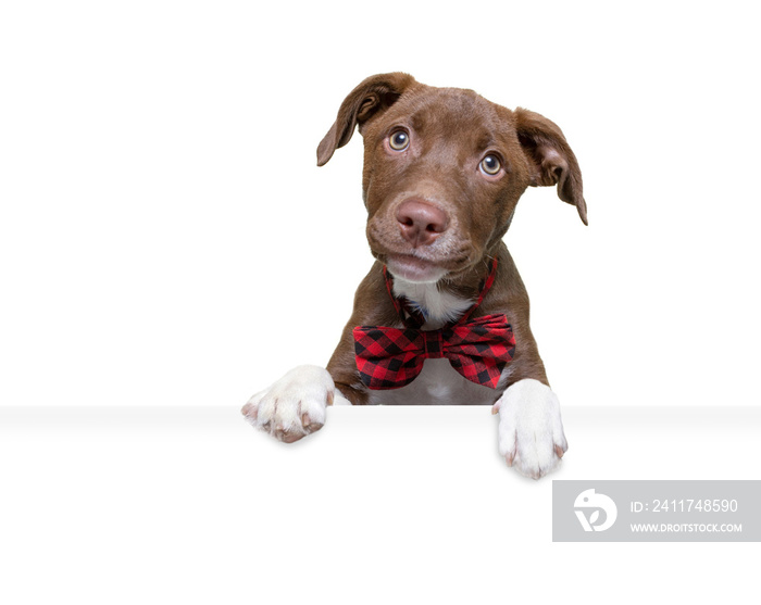 studio shot of a cute dog on an isolated background holding a blank white sign