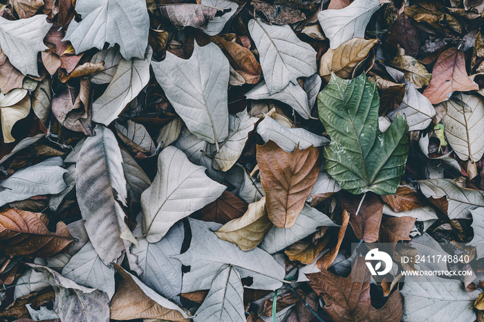 closeup nature view of autumn leaf texture, colorful wallpaper concept, nature background, tropical leaf