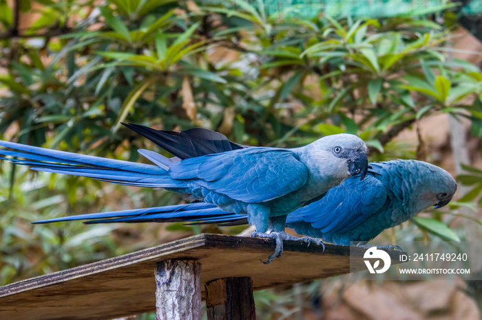 The Spix’s macaw is a macaw native to Brazil. The bird is a medium-size parrot. The IUCN regard the Spix’s macaw as probably extinct in the wild. Its last known stronghold in the wild was in Brazil.