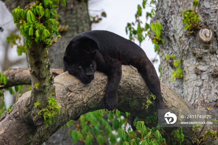 A black jaguar sleeping on the tree