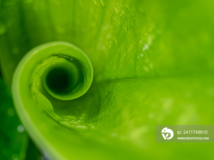 Macro of green leaf roll in the nature