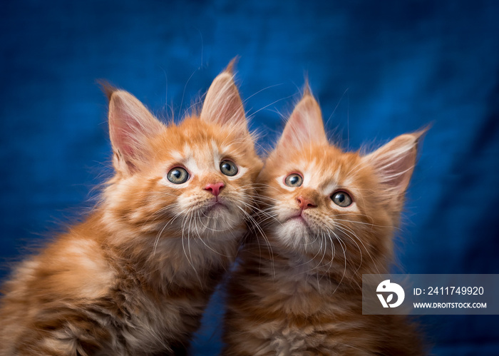 A pair of ginger cats sitting and posing for photos with blue background