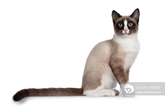 Adorable young Snowshoe cat kitten, sitting up straight side ways. Looking towards camera with the typical blue eyes. Tail stretched behind body. Isolated on a white background.