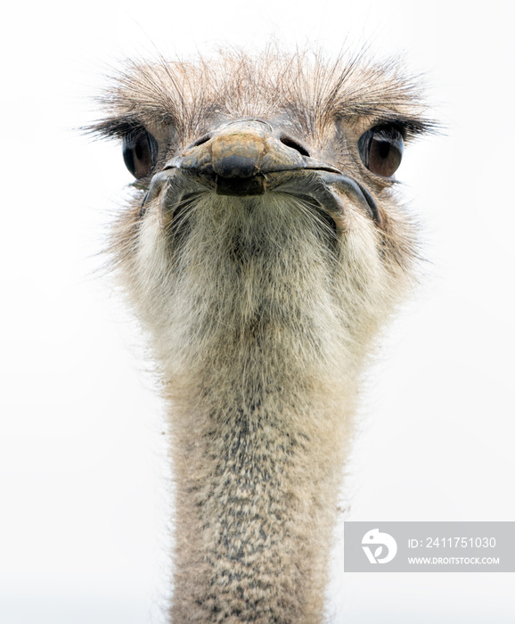 An ostrich head closeup front on showing its large eyes and beak.