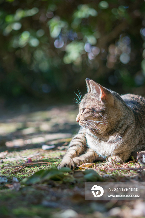 京都の森に暮らす野良猫