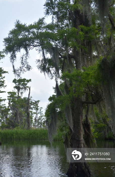 Large Tree Growing out of the Marsh in Louisiana