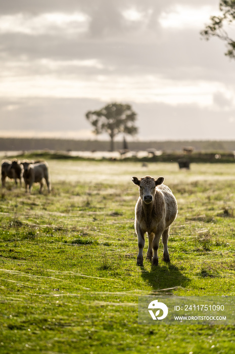 steers and bullocks Beef cows and calfs grazing on grass in south west victoria, Australia. eating hay and silage. breeds include specked park, murray grey, angus and brangus.