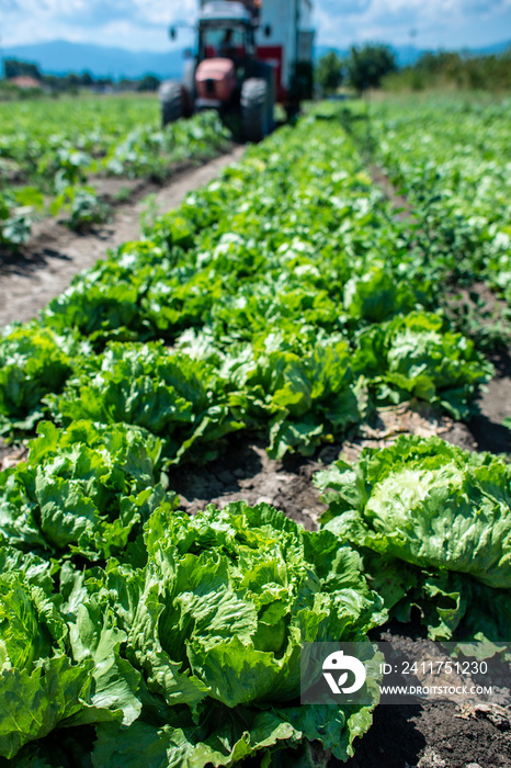 Tractor in lettuce iceberg farm. Harvest Lettuce iceberg