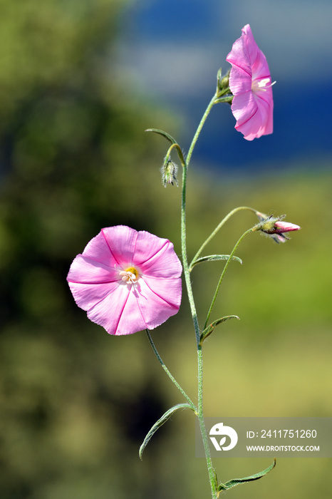 Convolvulus arvensis or the field bindweed flowers