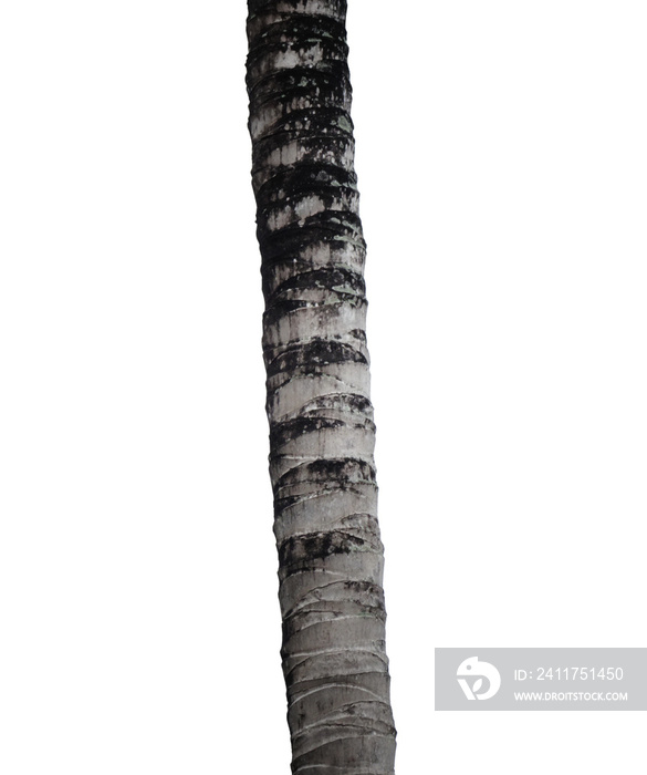 coconut tree isolated