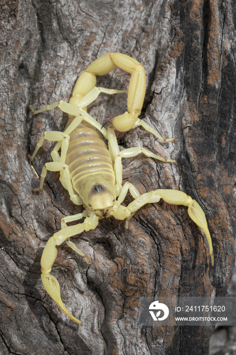 Giant Blonde Desert Hairy Scorpion (Hadrurus pallidus)