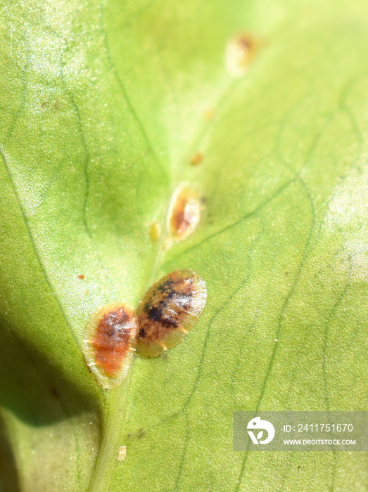 Leaf heavily infested by scale insects coccoidea