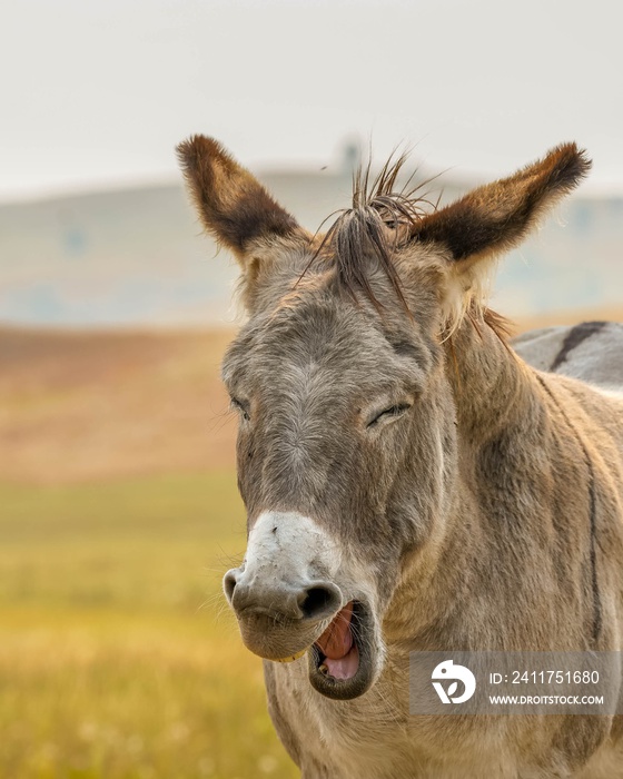 Brown wild burro in the Black Hills in South Dakota with eyes closed and mouth open