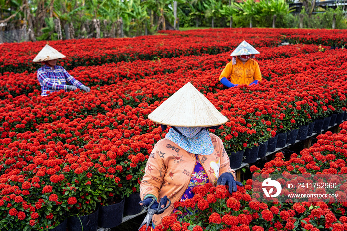 Group of Vietnamese farmers working with red flowers garden in sadec, dong thap province, vietnam,traditional and culture concept