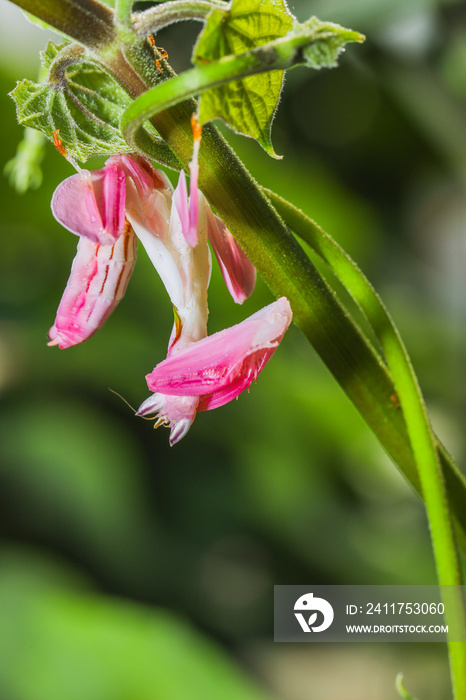 Orchid mantis preying, Pink orchid mantis, Hymenopus coronatus, Walking flower mantis or Flower mantises