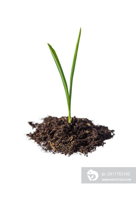 Corn sprout in the ground isolate. Selective focus. Nature.