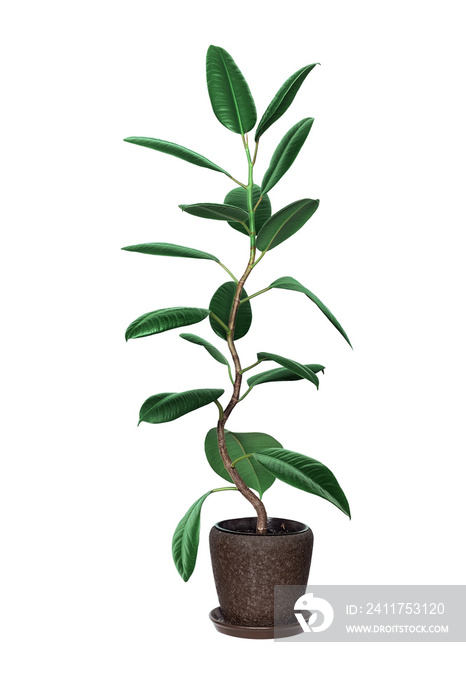 Potted ficus tree isolated on white