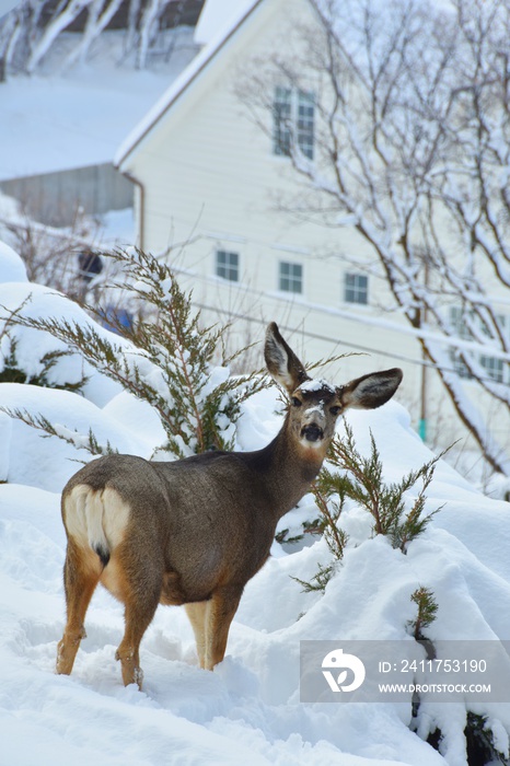 Mule deer in the snow in the neighborhood looking at the camera. Utah, USA