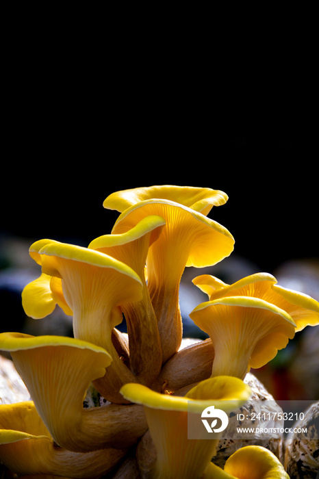 Yellow oyster mushroom, Mushroom cultivation, healthy organic food